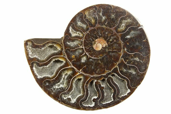 Cut & Polished Ammonite Fossil (Half) - Madagascar #318088
